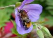 Two bees on a flower representing sexual wellness