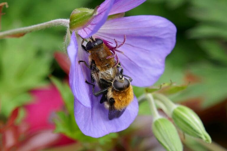 Two bees on a flower representing sexual wellness